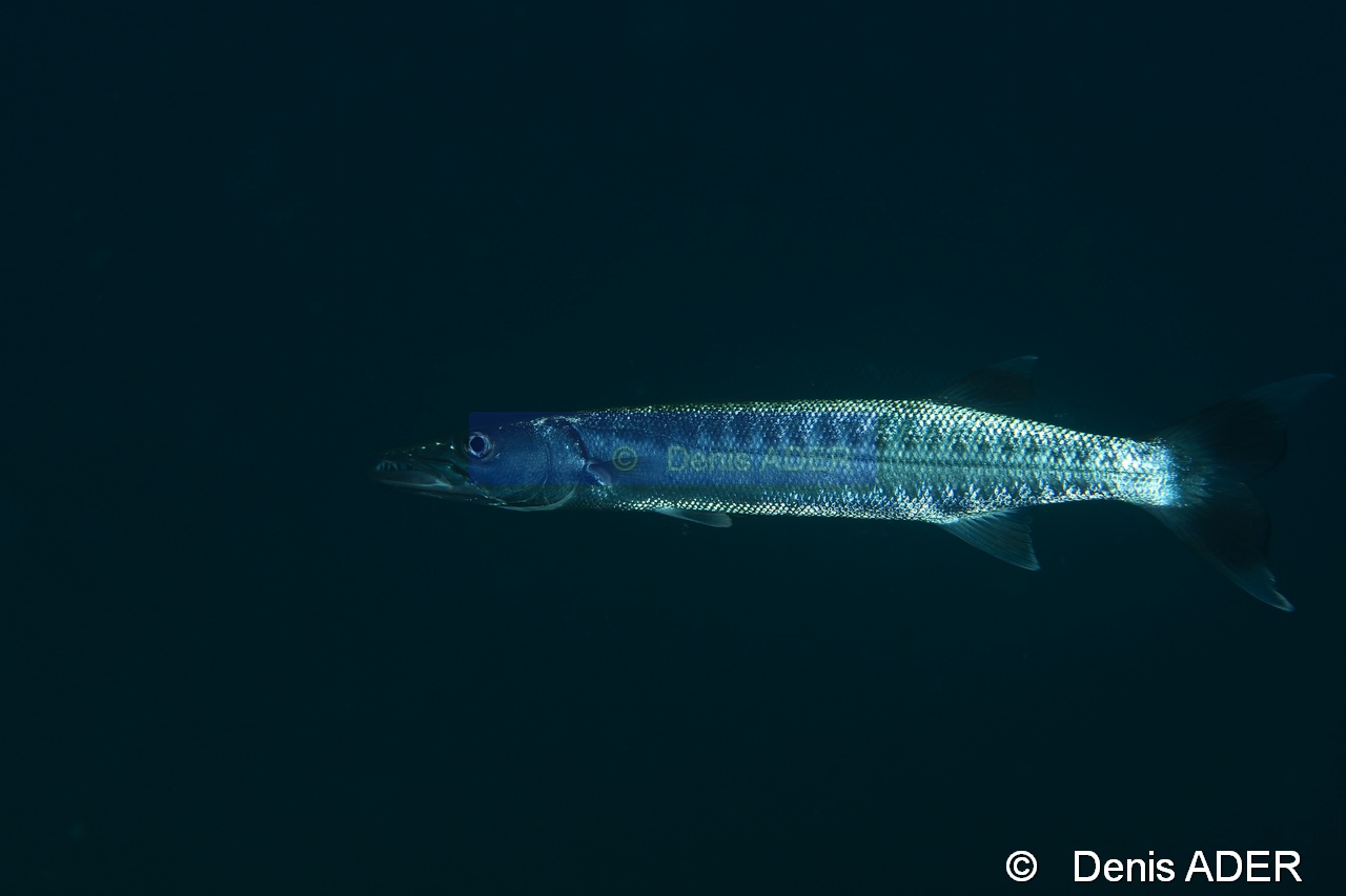 Sphyraena barracuda Barracouda a queue noire Wakatobi Pasar wajo jetty-6m-20180602-Denis-ADER-DSC_3409_tn.jpg